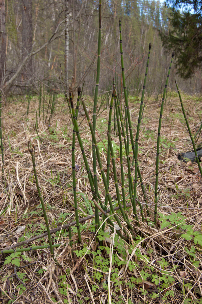 Image of Equisetum hyemale specimen.