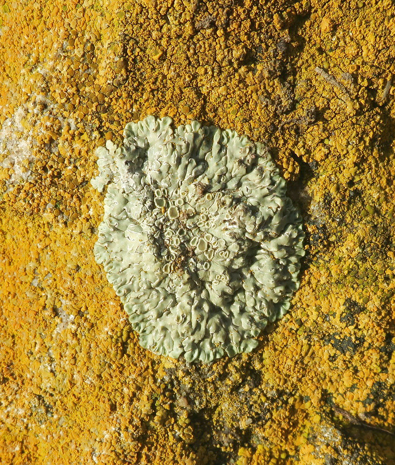 Изображение особи Lecanora muralis.