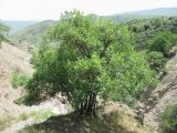 Quercus pubescens. Взрослое многоствольное дерево. Дагестан, г. о. Махачкала, окр. с. Талги, склон горы. 15.05.2018.