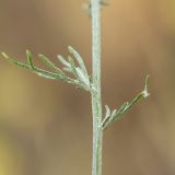 Centaurea borysthenica