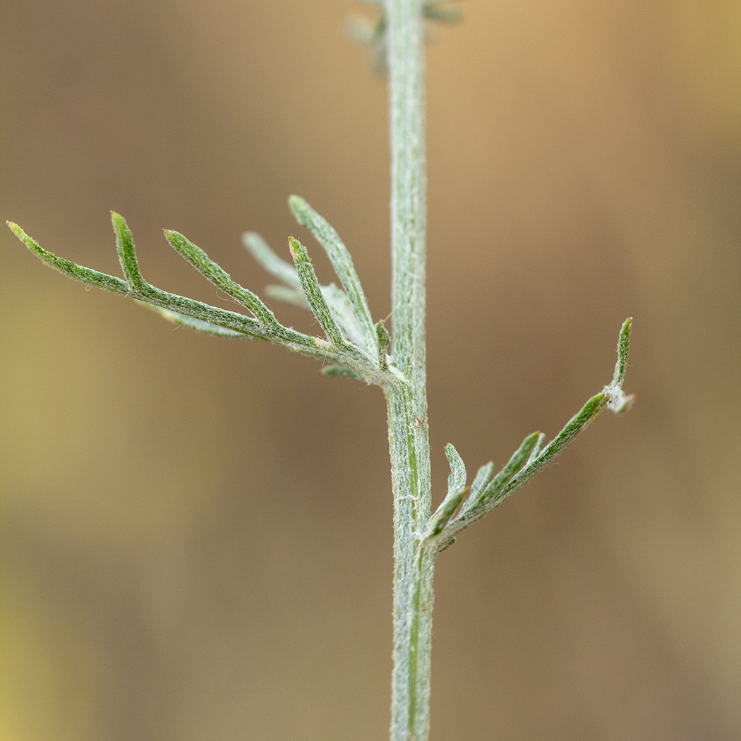 Image of Centaurea borysthenica specimen.