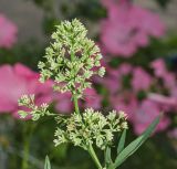 genus Thalictrum. Верхушка побега с соцветием. Пермь, Свердловский р-н, в городском озеленении. 27 июля 2018 г.