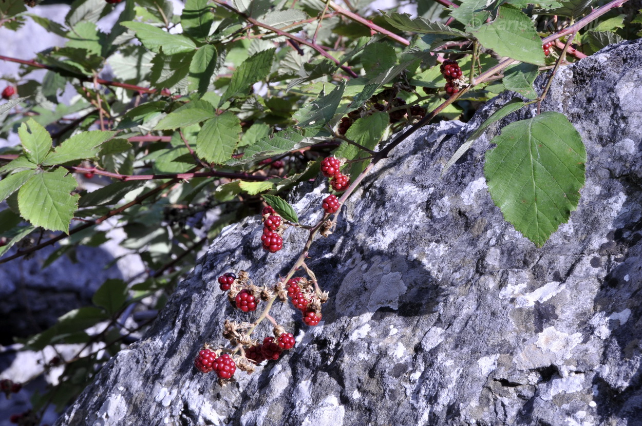 Image of Rubus tauricus specimen.