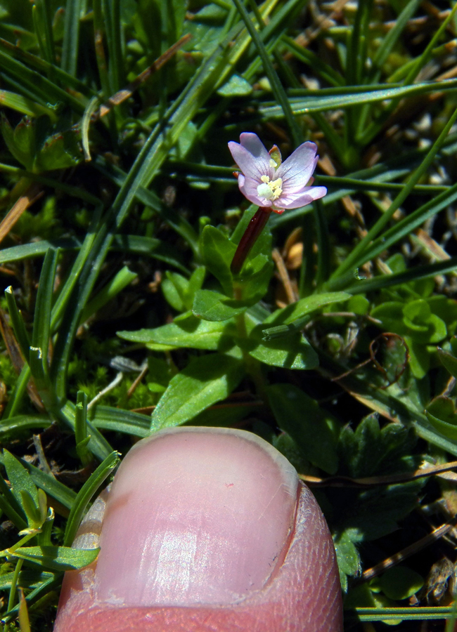 Image of genus Epilobium specimen.