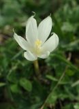 Crocus vallicola. Цветок. Карачаево-Черкесия, окр. пос. Архыз, долина р. София, субальпийский луг. 12.09.2018.