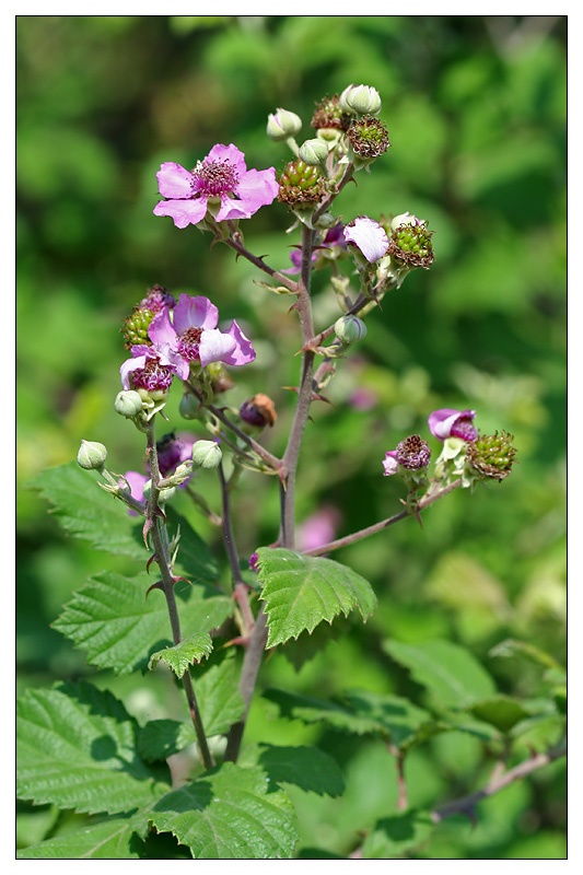 Image of Rubus sanctus specimen.