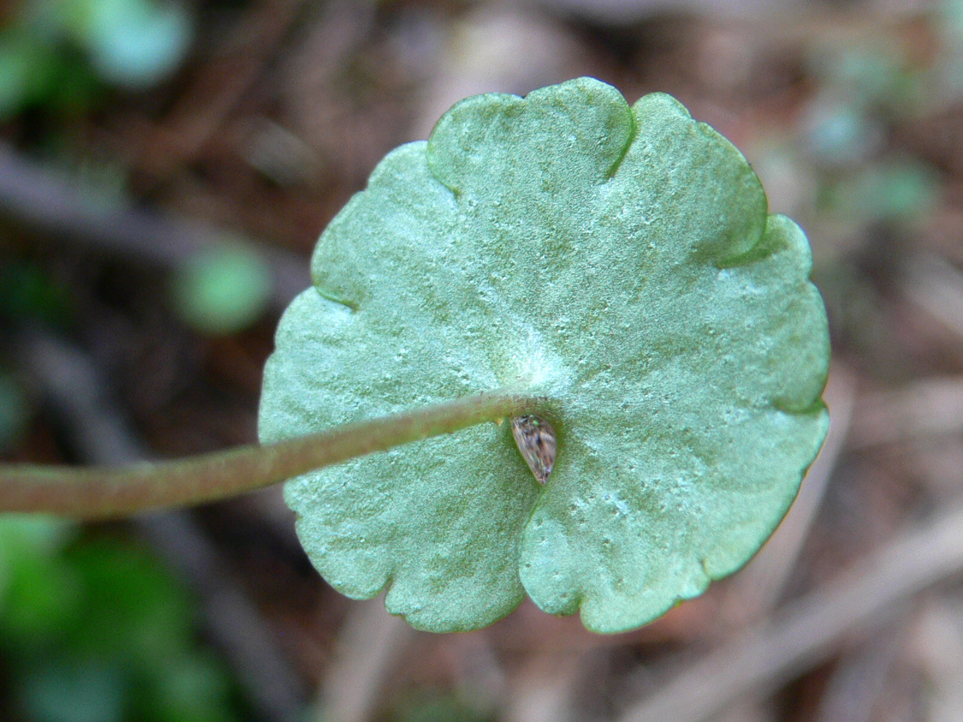 Изображение особи Chrysosplenium alternifolium.