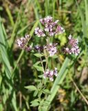 Origanum vulgare. Верхушка цветущего растения. Казахстан, Восточно-Казахстанская обл., г. Риддер, окр. Малоульбинского вдхр., луг. 28.07.2008.