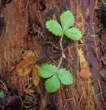 Fragaria vesca. Перезимовавшее растение. Пермский край, Лысьвенский р-н, р. Чусовая, кам. Ростун, хвойный лес вдоль склона. 30.04.2018.