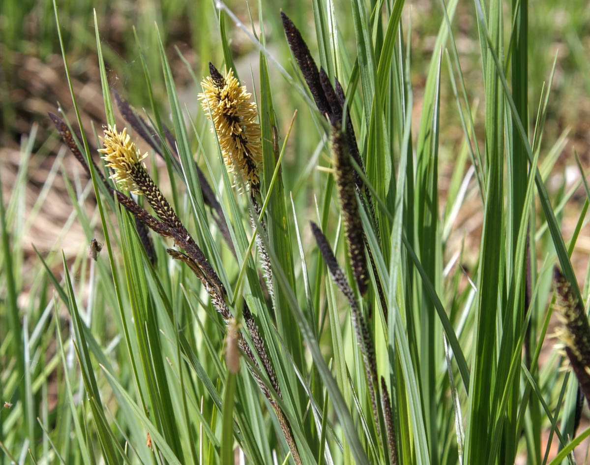 Осока острая (Carex acuta)