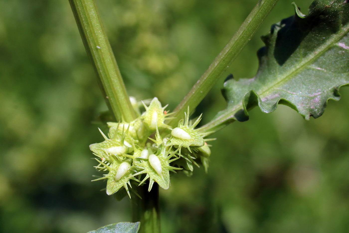 Image of Rumex halacsyi specimen.