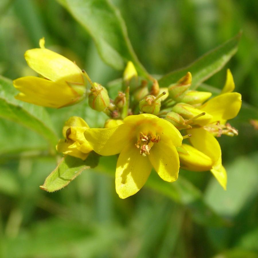 Изображение особи Lysimachia vulgaris.