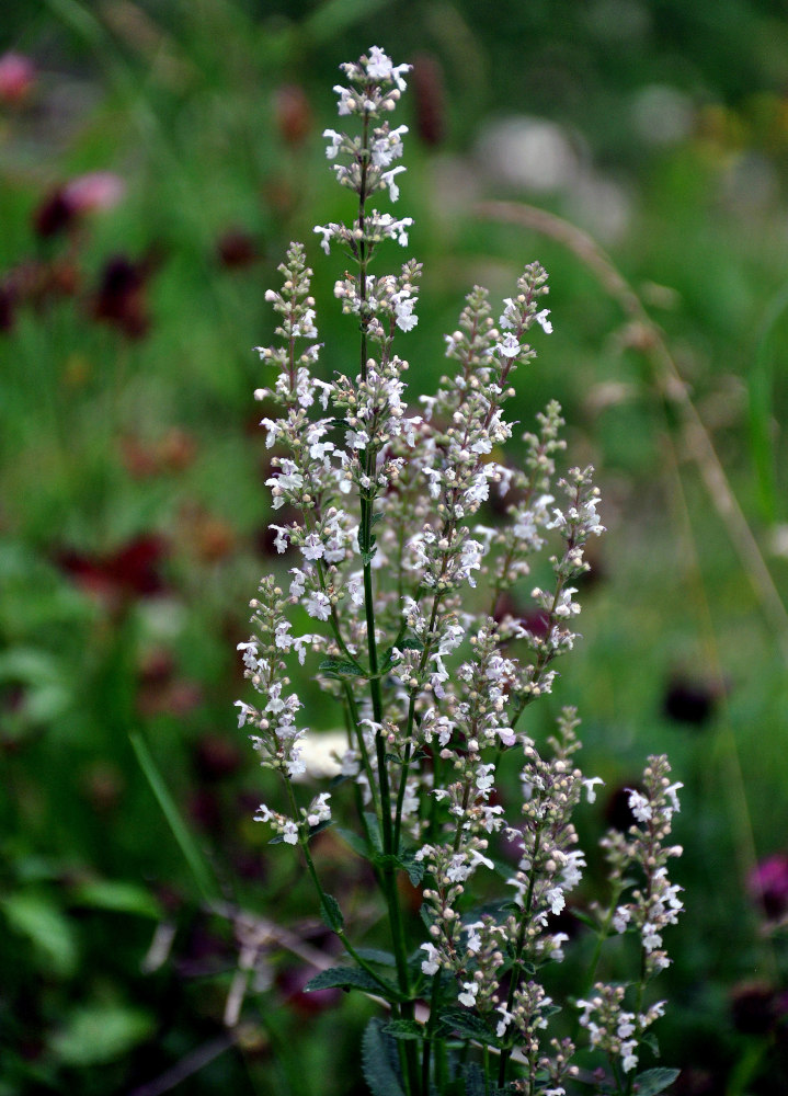 Image of Nepeta nuda specimen.