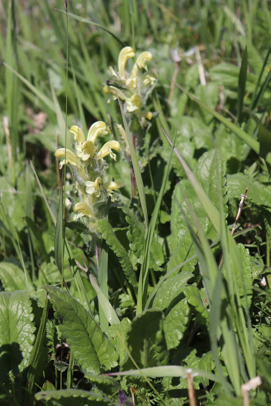 Изображение особи Pedicularis tristis.