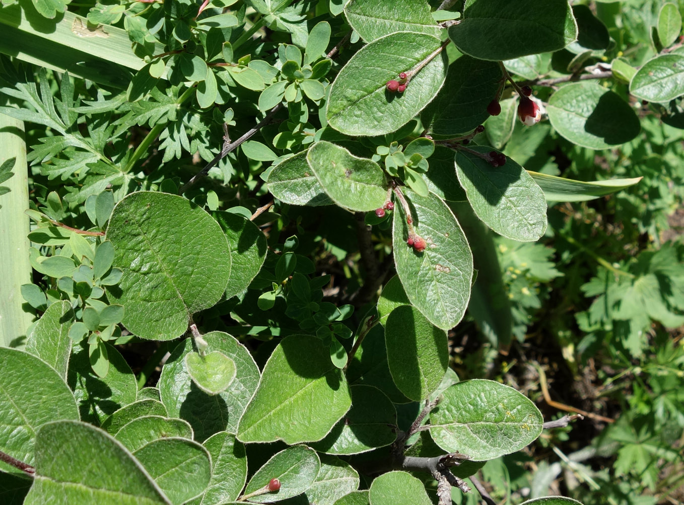 Изображение особи род Cotoneaster.