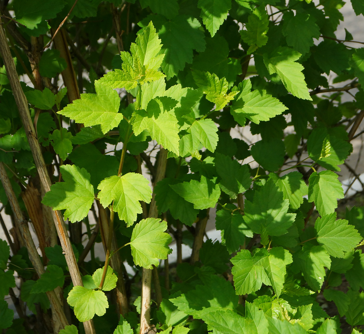 Image of Physocarpus opulifolius specimen.