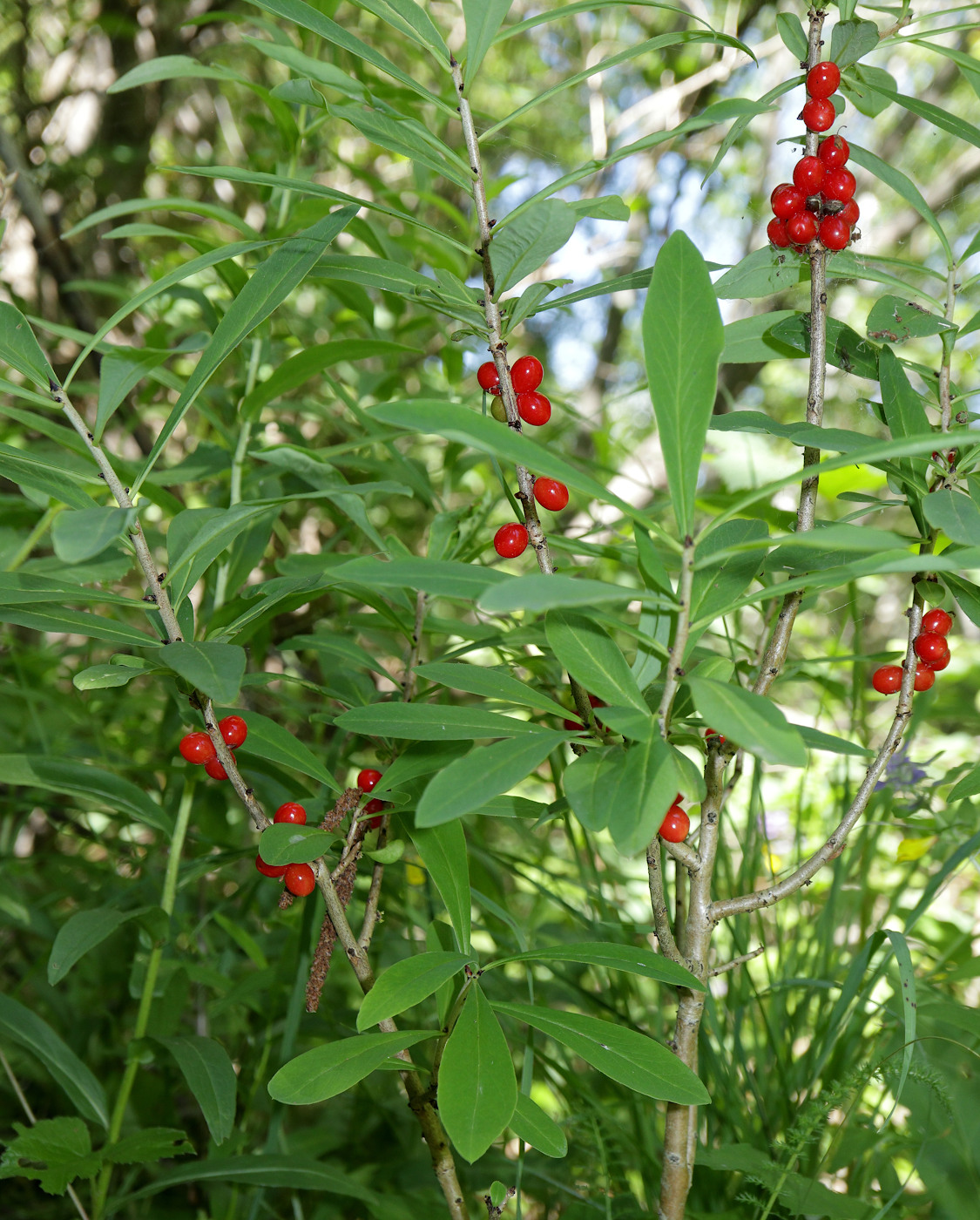 Image of Daphne mezereum specimen.