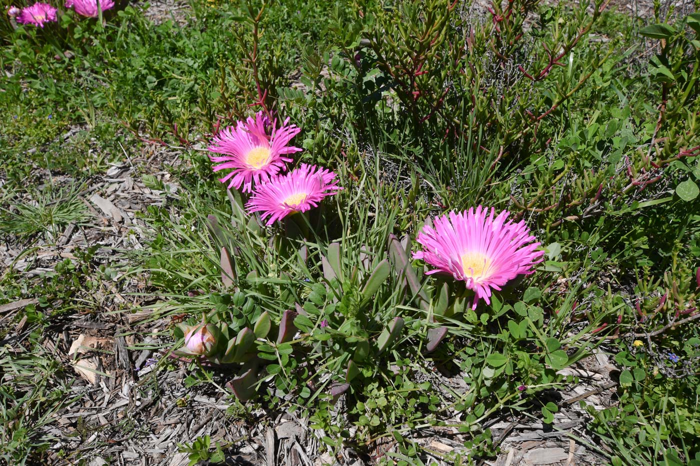 Image of Carpobrotus quadrifidus specimen.