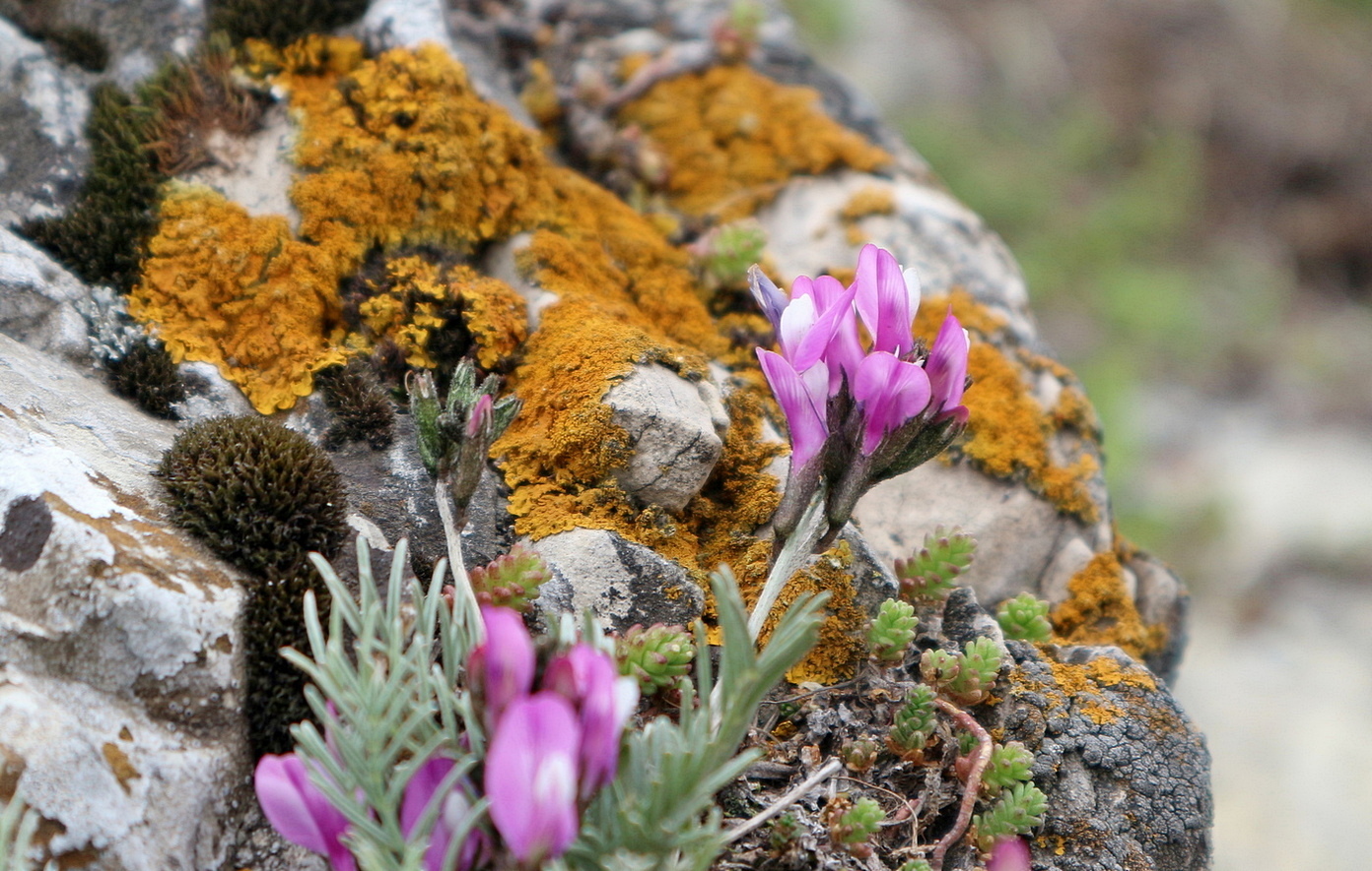 Image of Astragalus subuliformis specimen.