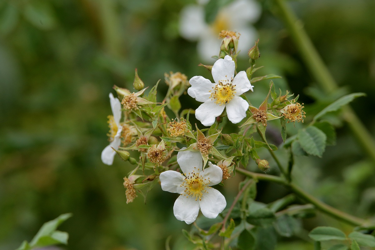 Image of Rosa beggeriana specimen.