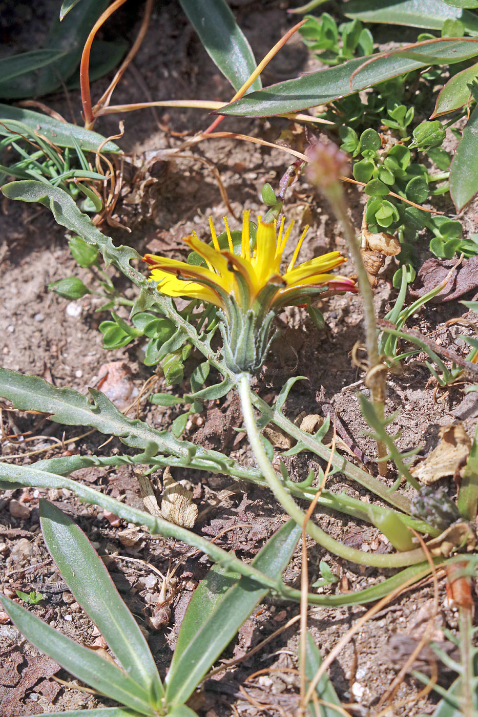 Изображение особи Taraxacum brevirostre.