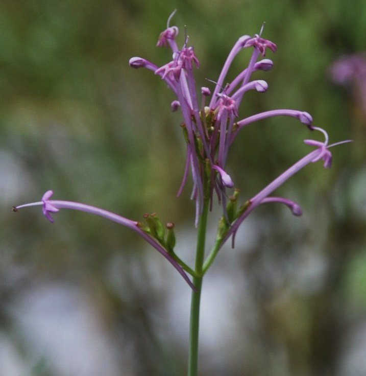 Image of Centranthus longiflorus specimen.