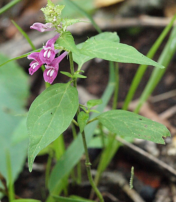 Image of Melampyrum roseum specimen.