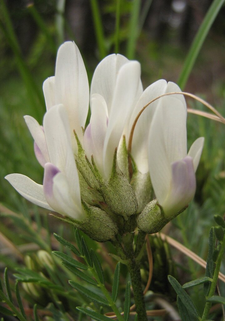 Изображение особи Astragalus angustifolius.