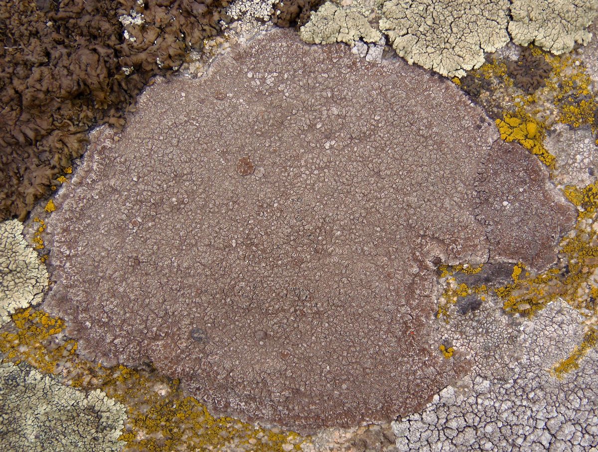 Image of division Ascomycota specimen.