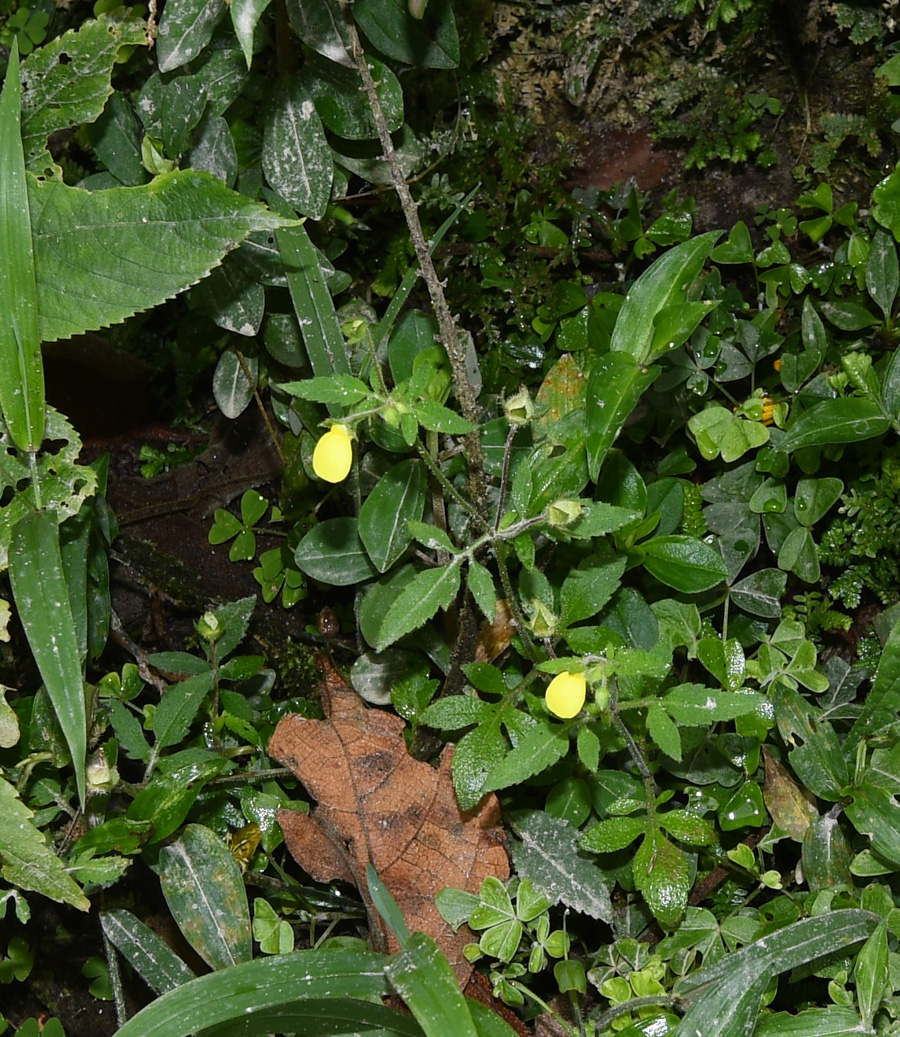 Изображение особи Calceolaria tripartita.