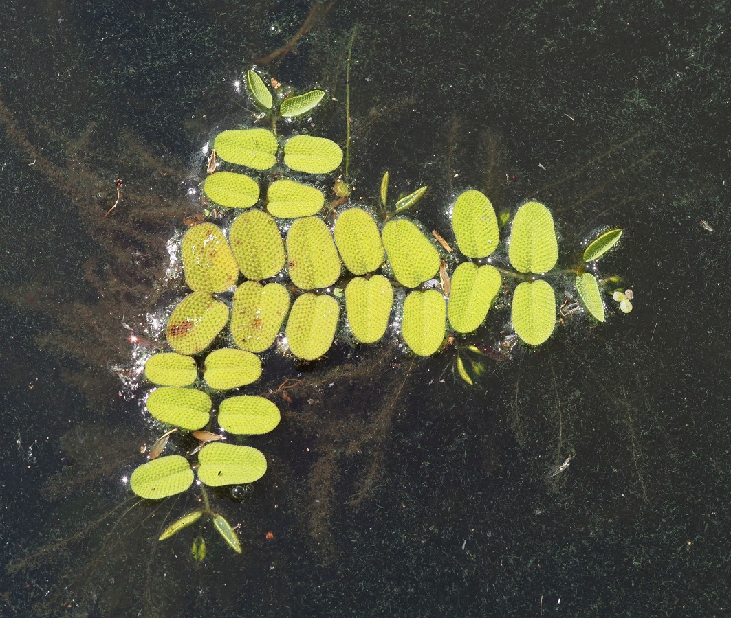 Image of Salvinia natans specimen.