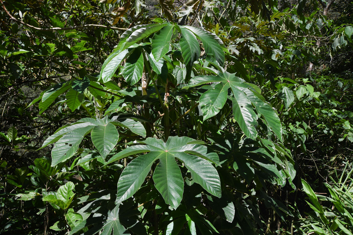 Image of genus Cecropia specimen.