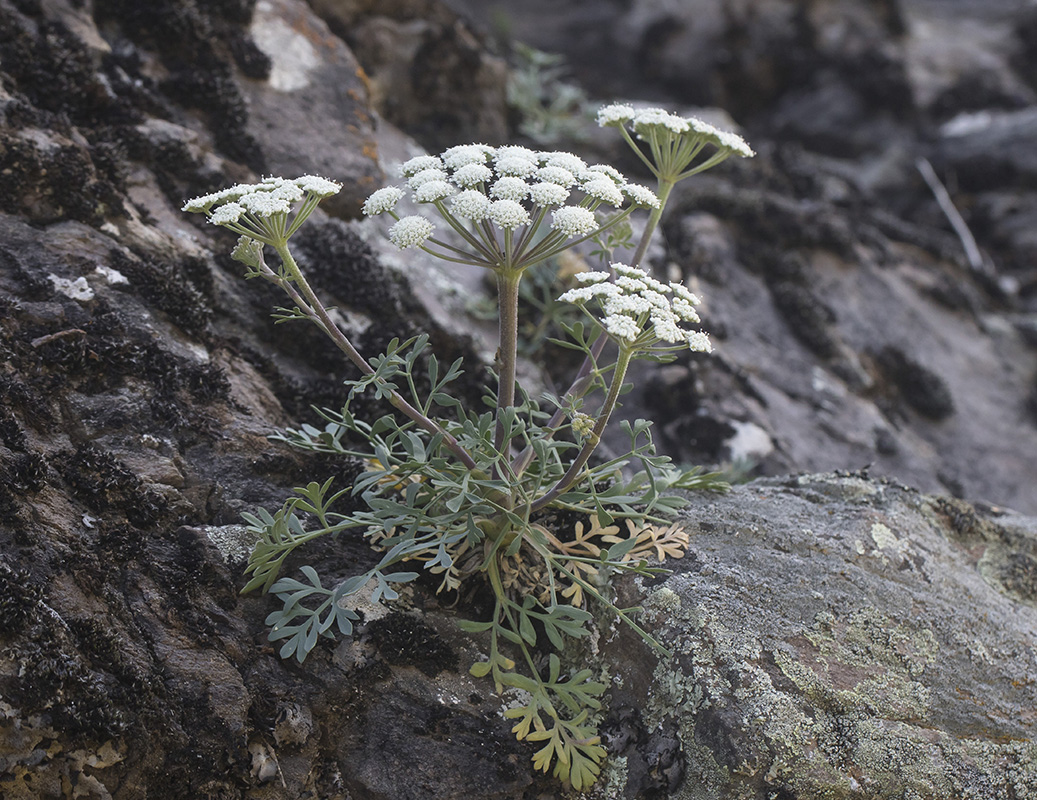 Image of Seseli petraeum specimen.