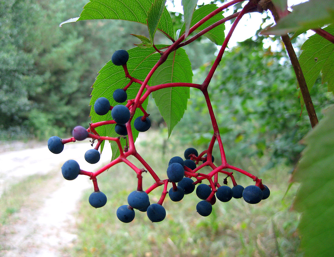 Изображение особи Parthenocissus quinquefolia.