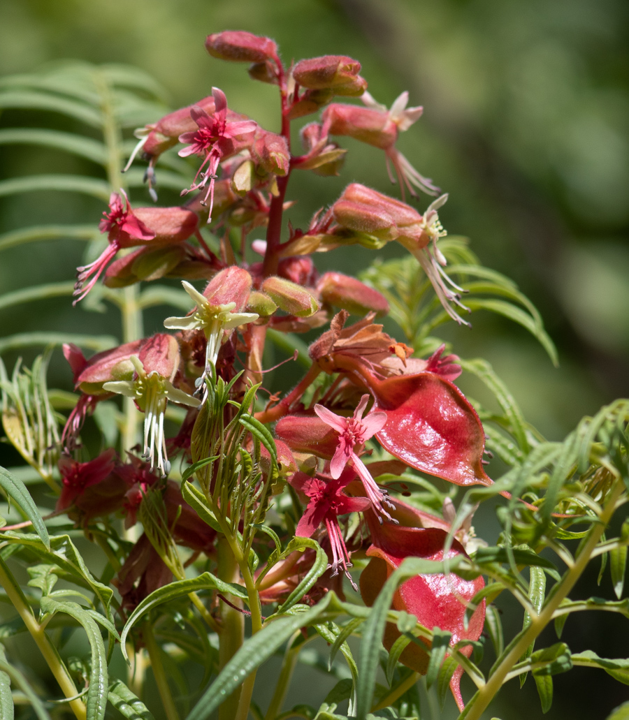 Изображение особи Erythrophysa transvaalensis.