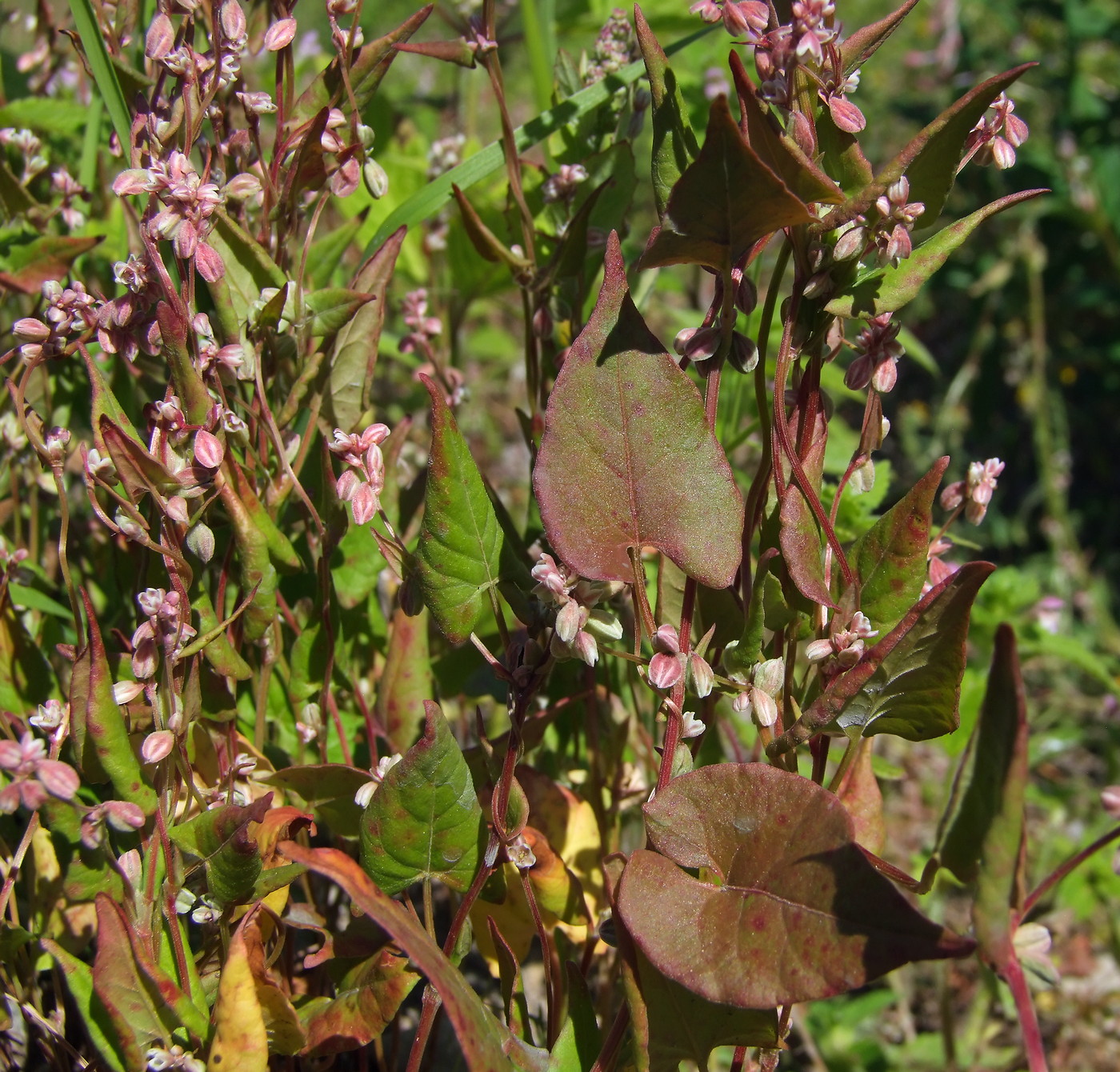 Изображение особи Fallopia convolvulus.