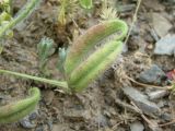 Astragalus camptoceras