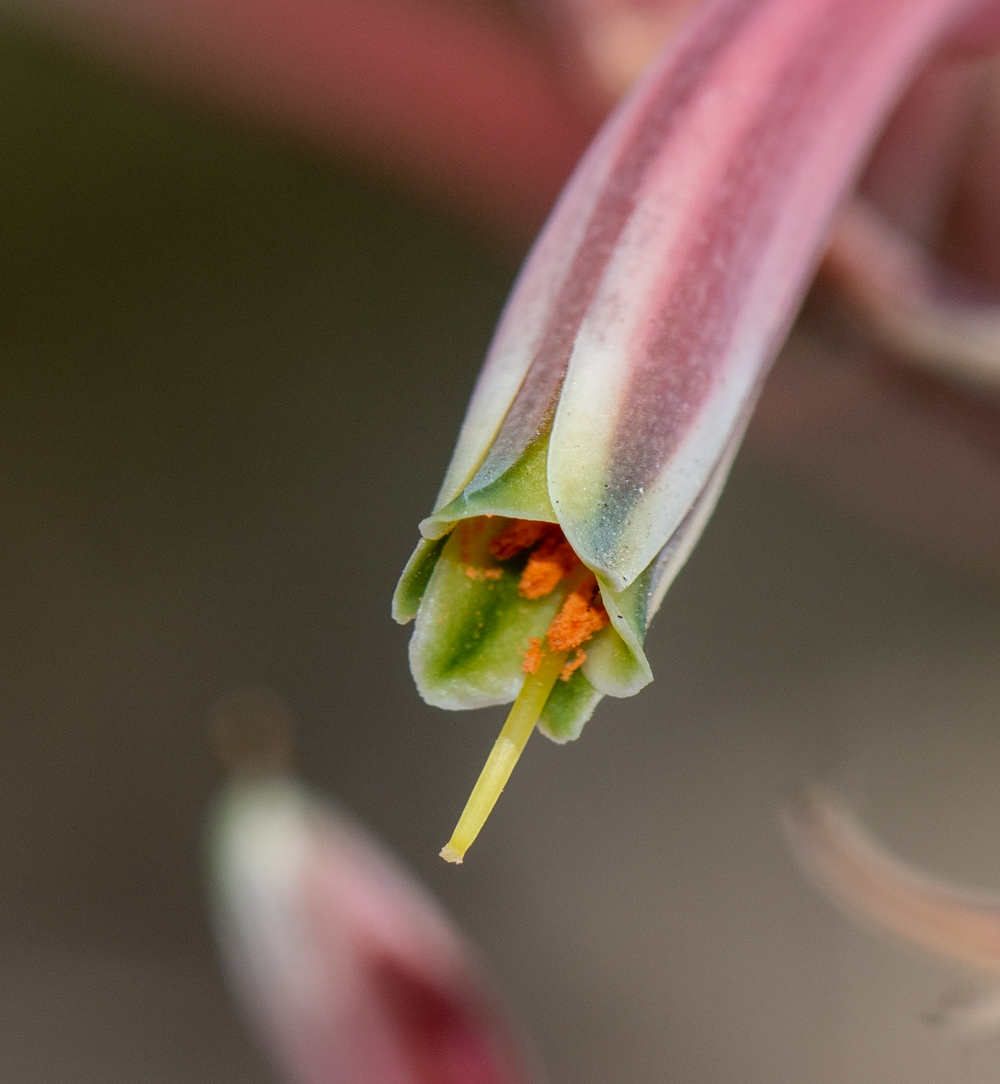 Изображение особи Aloe karasbergensis.