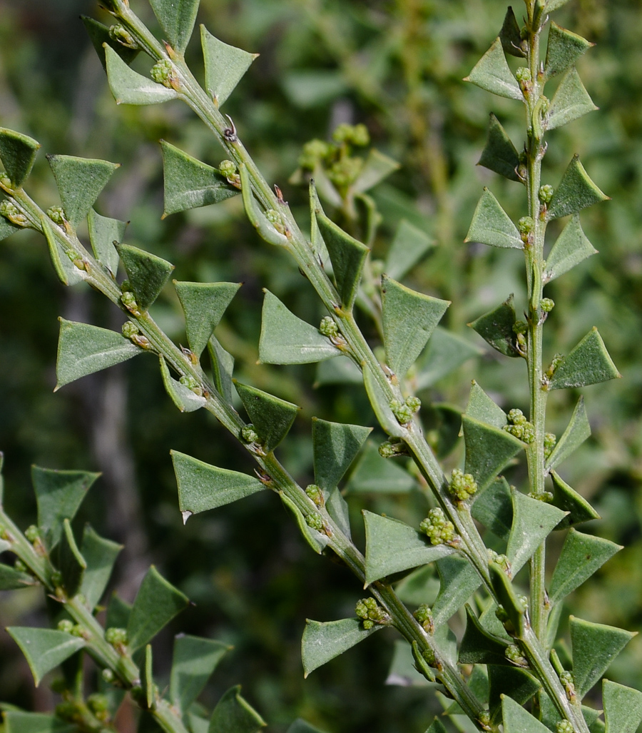 Изображение особи Acacia truncata.