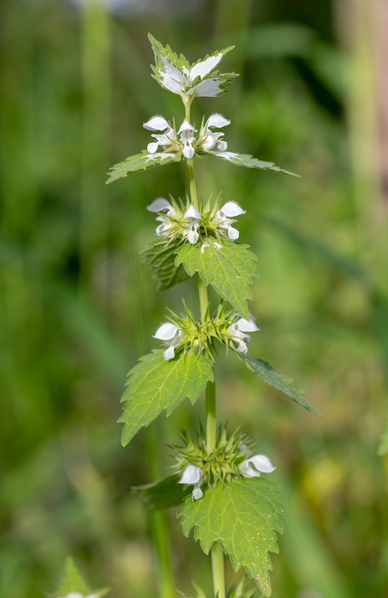 Image of Lamium moschatum specimen.