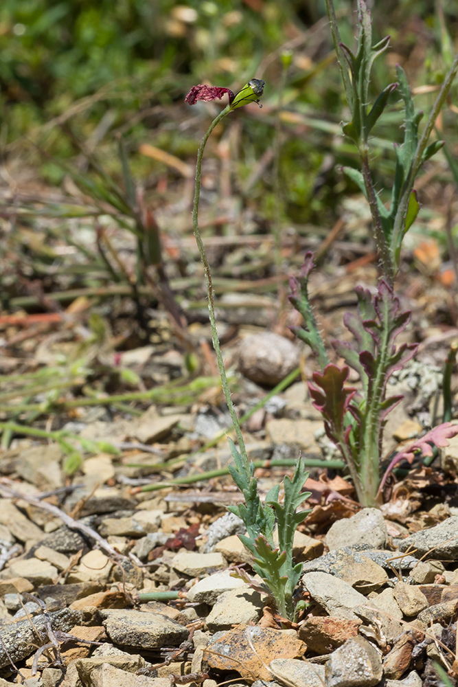 Image of Papaver laevigatum specimen.