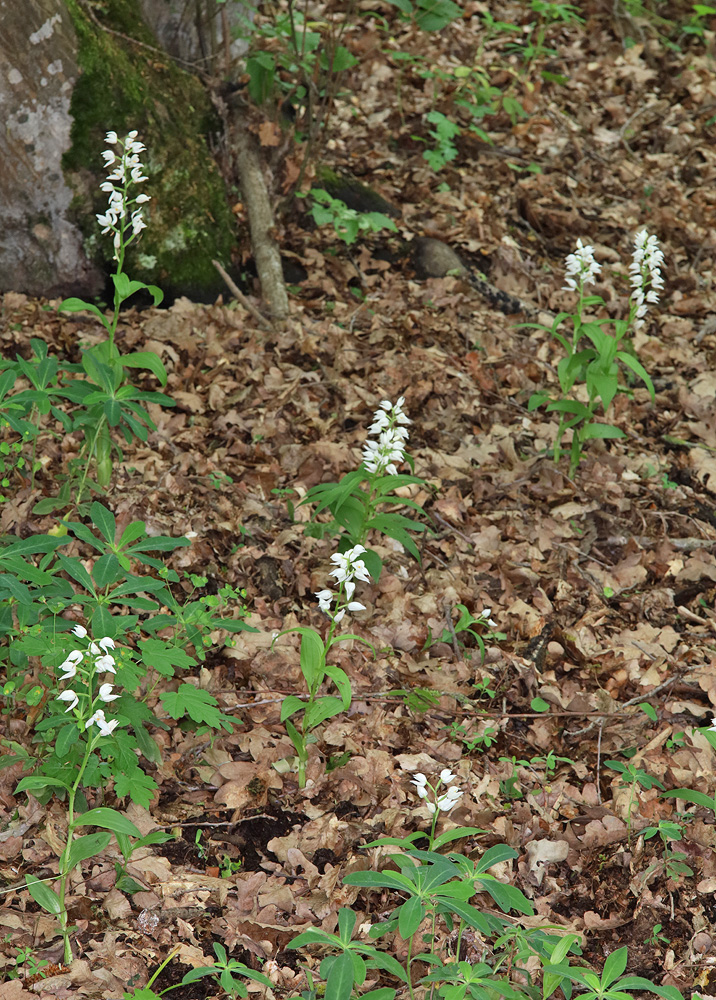 Image of Cephalanthera longifolia specimen.