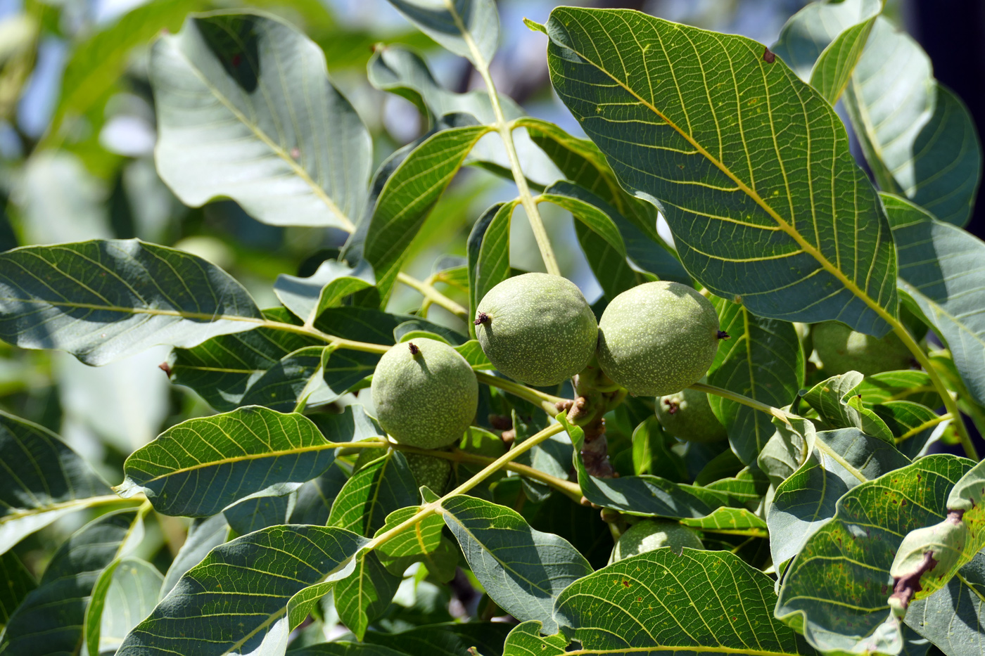 Image of Juglans regia specimen.