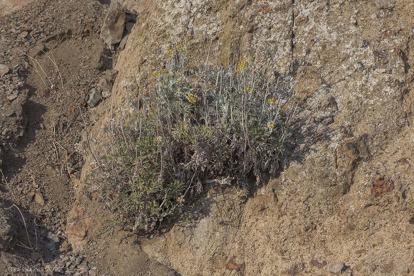 Image of Senecio cineraria specimen.