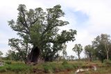 Adansonia gregorii. Старое растение с дуплом. Австралия, штат Северная Территория, национальный парк \"Judbarra\". 13.12.2010.