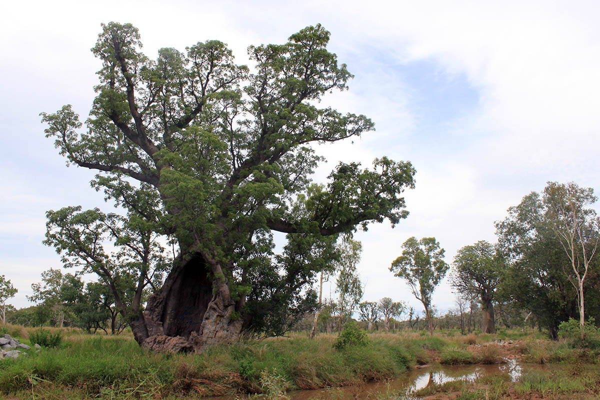 Image of Adansonia gregorii specimen.