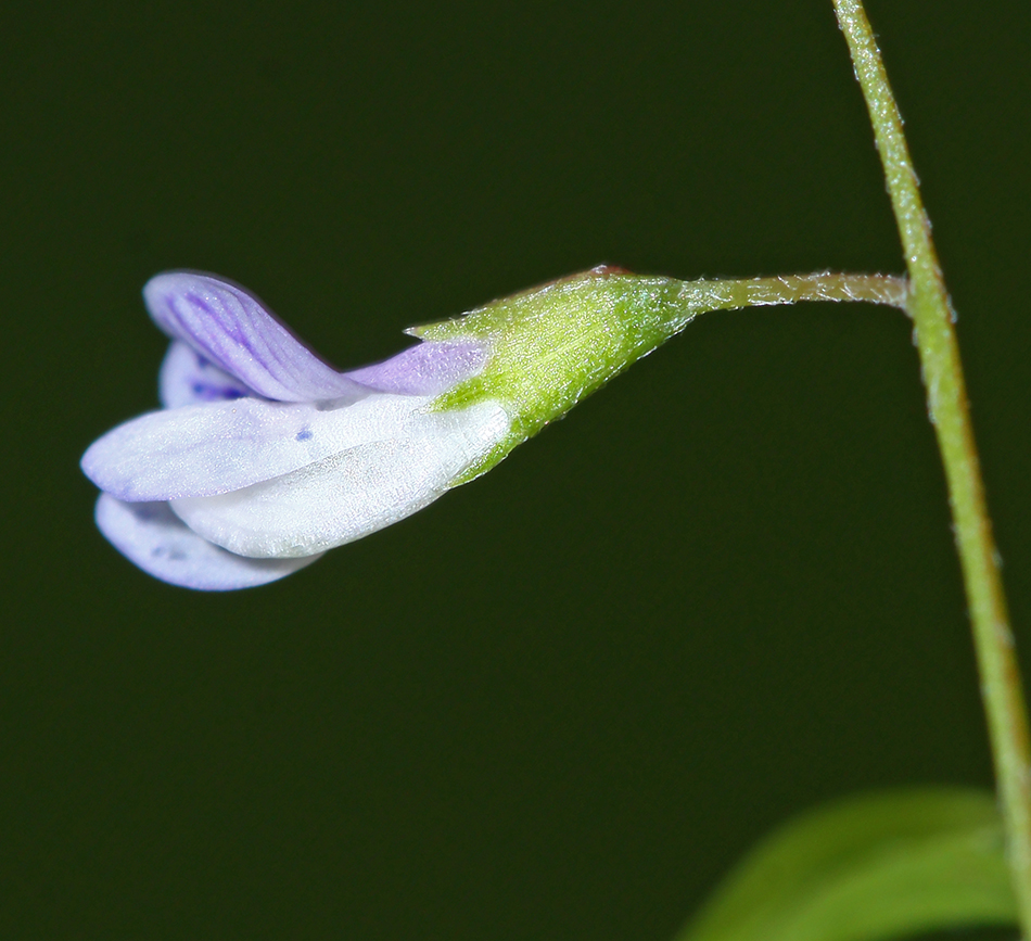 Image of Vicia tetrasperma specimen.