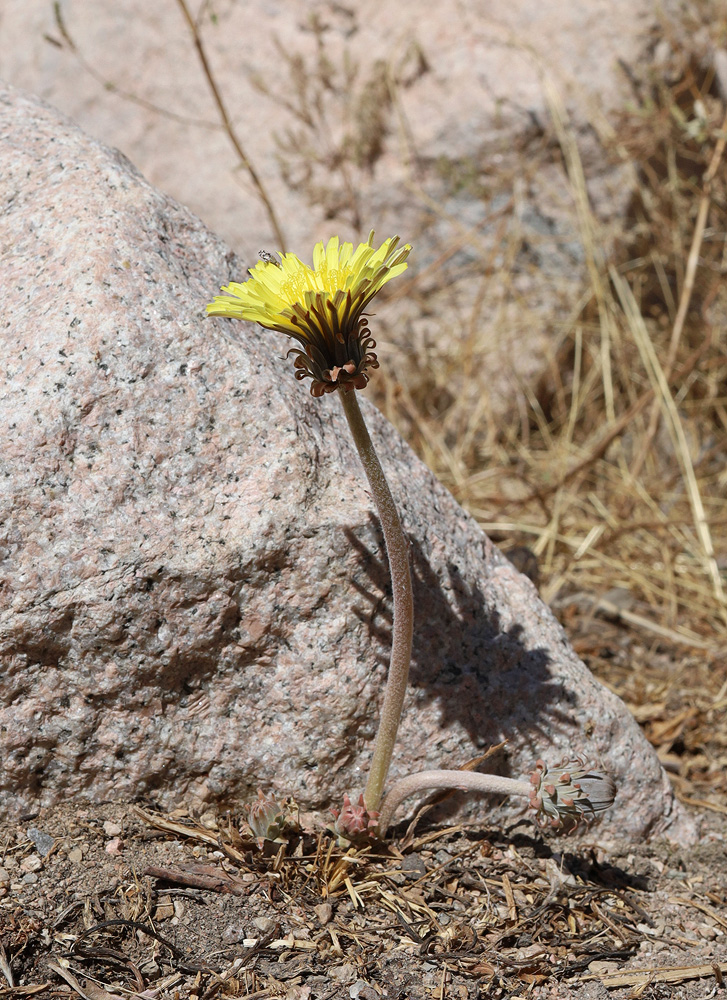 Изображение особи Taraxacum turcomanicum.