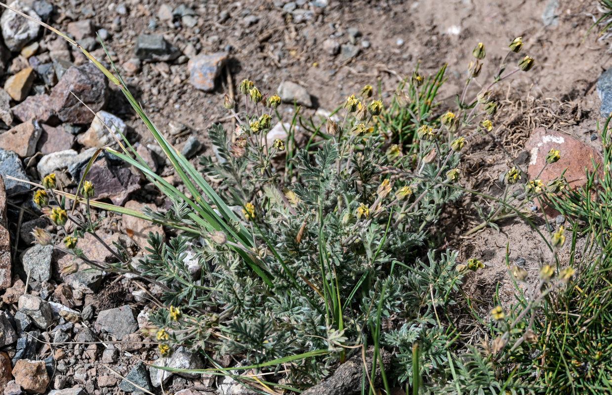 Image of genus Potentilla specimen.