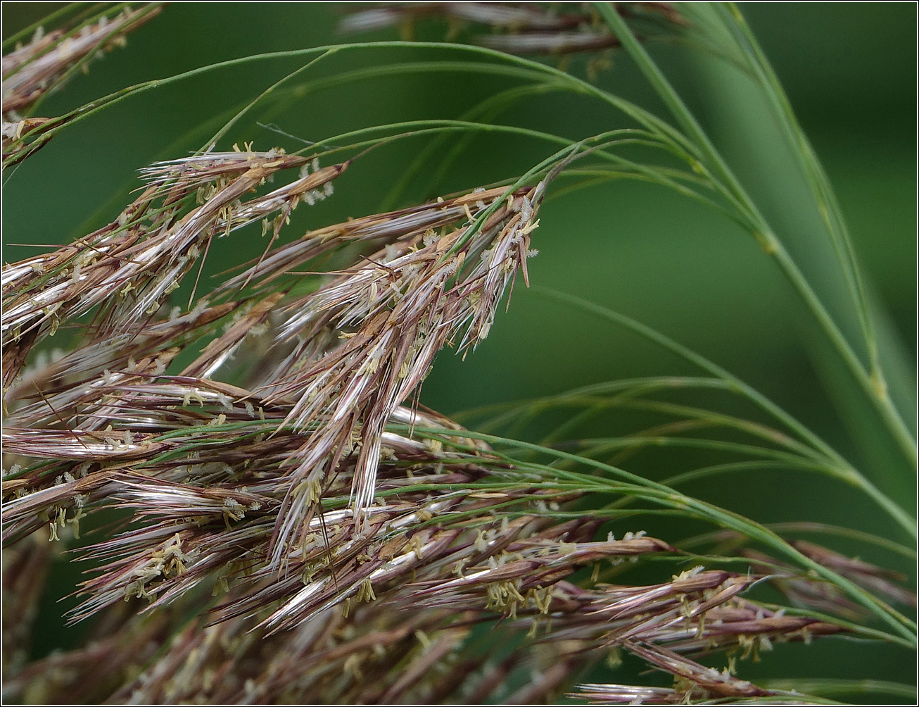 Изображение особи Phragmites australis.